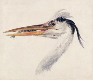 Heron with a fish