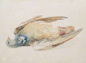 Pigeon, from The Farnley Book of Birds, c.1816