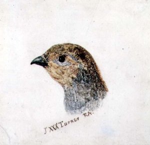 Partridge, from The Farnley Book of Birds, c.1816