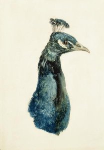 Jay, from The Farnley Book of Birds, c.1816