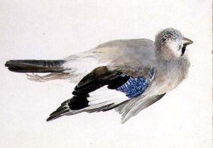 Jay, from The Farnley Book of Birds, c.1816