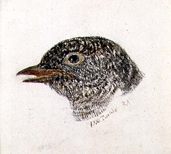 Cuckoo, from The Farnley Book of Birds, c.1816