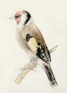 Goldfinch, from The Farnley Book of Birds, c.1816