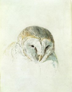 White Barn Owl, from The Farnley Book of Birds, c.1816