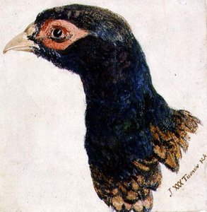 Cock Pheasant, The Farnley Book of Birds, c.1816