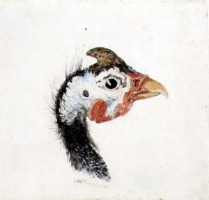 Guinea Fowl, from The Farnley Book of Birds, c.1816